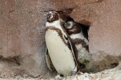 View of two cats on rock