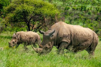 Side view of an animal on field