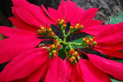 Close-up of red hibiscus blooming outdoors