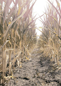 Close-up of crops on field