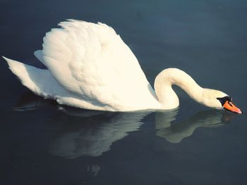 Close-up of swan swimming against black background