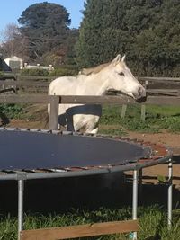 Horse standing in ranch