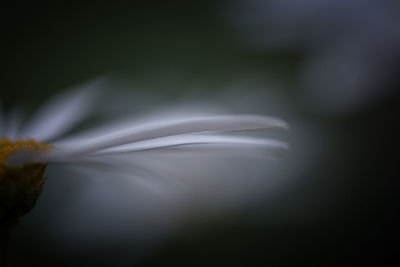 Close-up of flower over white background