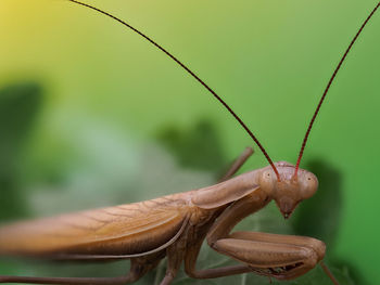 Close-up of grasshopper