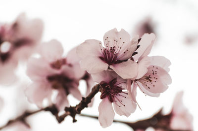 Close-up of pink cherry blossoms