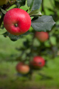 Close-up of apple on plant