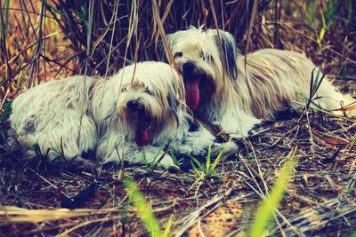 Dog standing on field