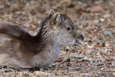 Portrait of a sika deer fawn sitting on the ground in a forest 