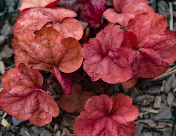 Close-up of red flowers