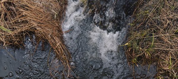 View of trees in water