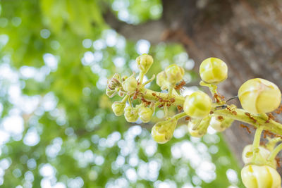 Low angle view of flowering plant on tree