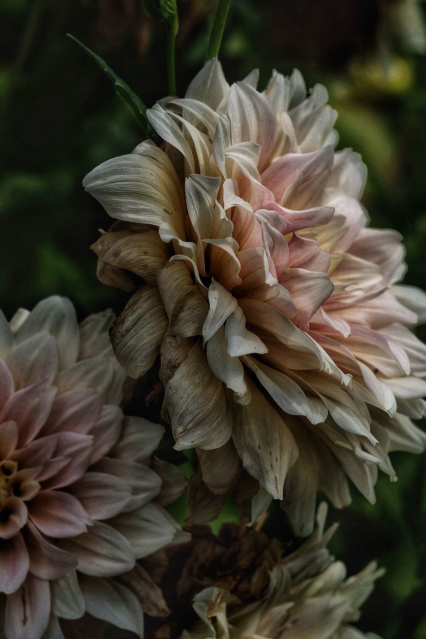 flower, plant, flowering plant, beauty in nature, close-up, freshness, nature, dahlia, fragility, petal, growth, flower head, inflorescence, no people, focus on foreground, outdoors, day