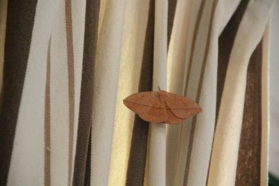 Close up of wood