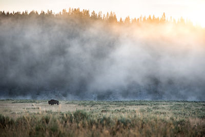 View of bison in a field on a early foggy morning in yellowstone national park