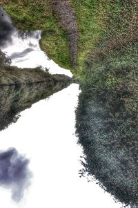 Trees growing on landscape