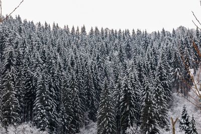 Pine trees in forest against clear sky