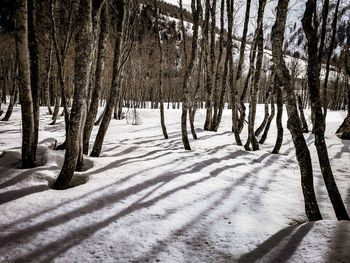 Trees on snow covered field