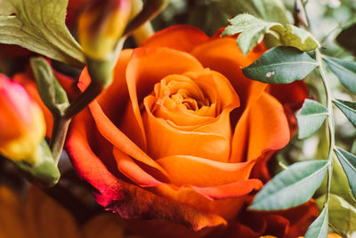 Close-up of rose bouquet