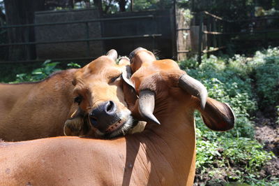 Cow hugging each other