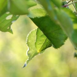 Close-up of green leaves