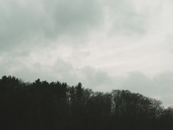 Trees in forest against sky