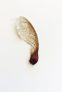 Directly above shot of bread against white background