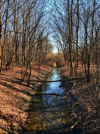 Bare trees in forest during autumn