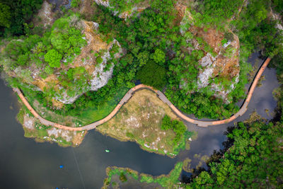 Aerial view of trees and river at forest