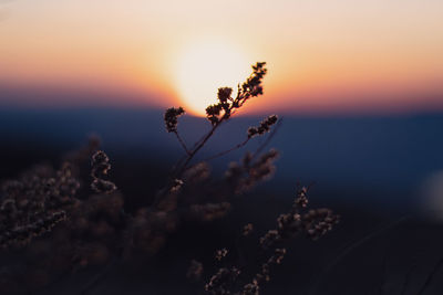 Close-up of plant against sea during sunset