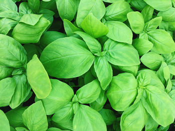 Full frame shot of green leaves