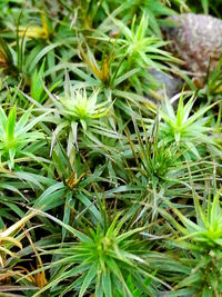 Full frame shot of plants