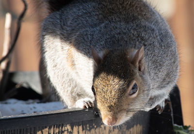 Close-up of squirrel