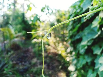 Close-up of water drops on plant