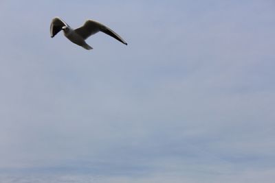 Low angle view of birds flying in sky