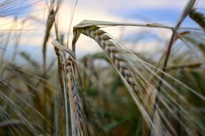 Close-up of stalks in field