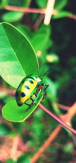 Close-up of butterfly on leaf