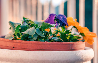 Close-up of potted plant on table