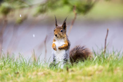 Close-up of squirrel