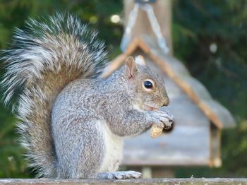 Close-up of squirrel eating a peanut 