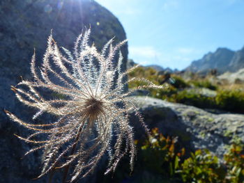 Close-up of plant against blurred background