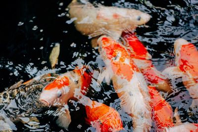 High angle view of koi carps swimming in pond