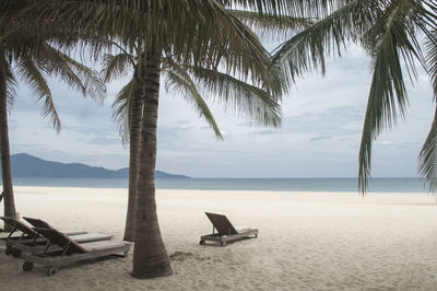 Scenic view of palm trees on beach against sky