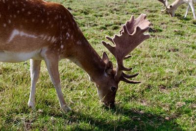 Deer in a field