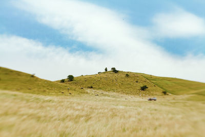View of sheep on hill against sky