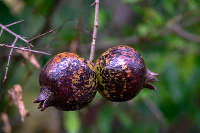 Close-up of blackberries growing on tree