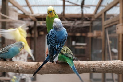 Close-up of bird perching on wood
