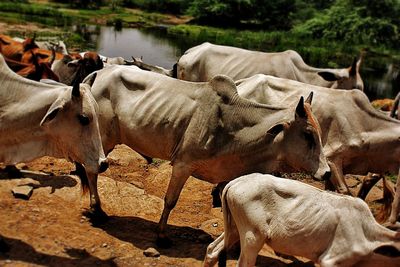 Herd of cows walking on riverbank