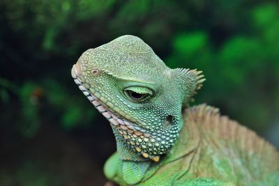 Close-up of a lizard