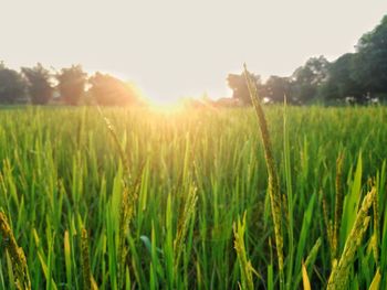 Crops growing on field against bright sun