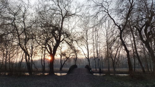 Trees against sky during sunset